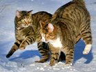 Darlings Sanni and Lenni - website of the cat photos
